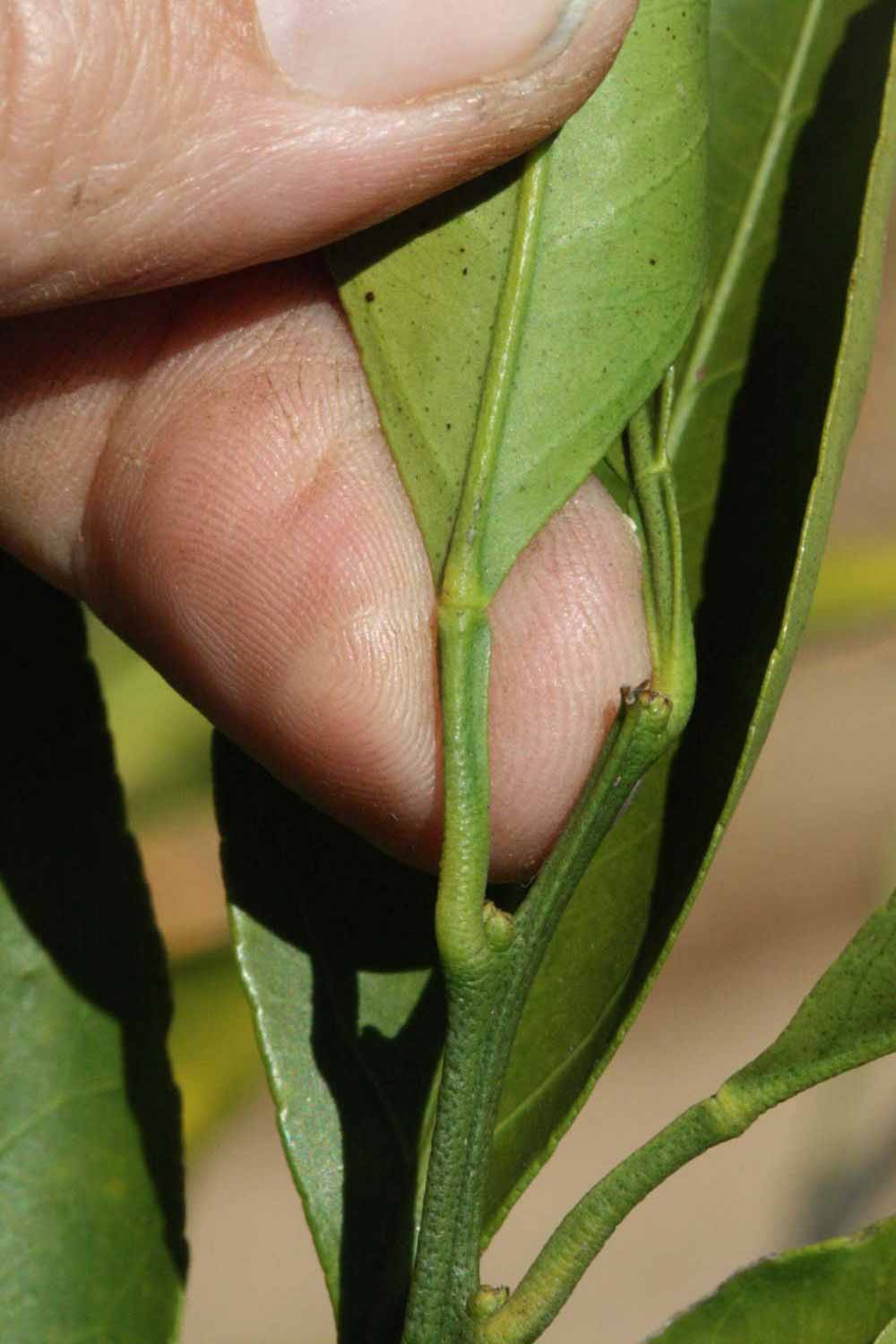              Petiole (Riverside, CA)       